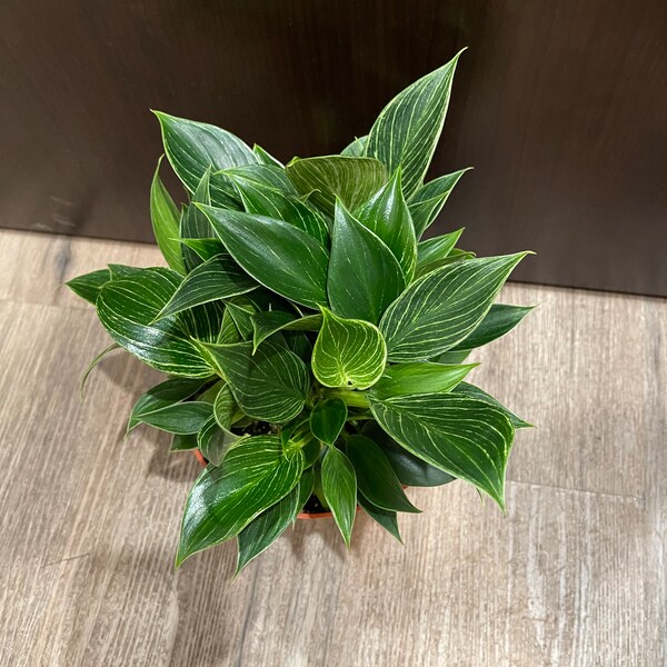 Philodendron Birkin - 6" Pot