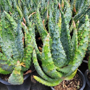 May include: A collection of potted aloe plants featuring thick, fleshy, blue-green leaves covered in small, sharp, reddish-brown spines. The plants are arranged closely together, each housed in a black plastic nursery pot filled with dark soil.