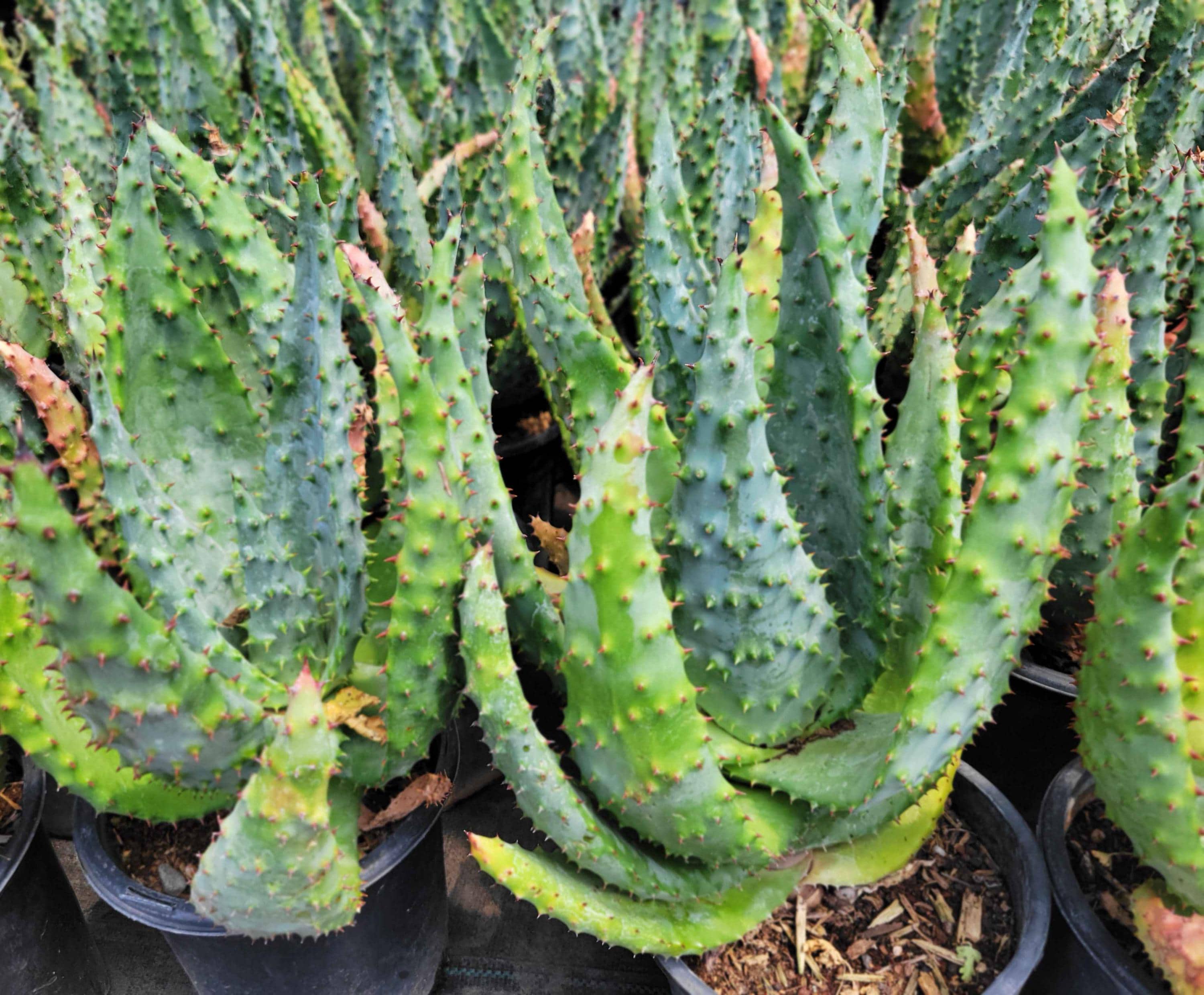 HappyValleyPlants - Etsy 日本