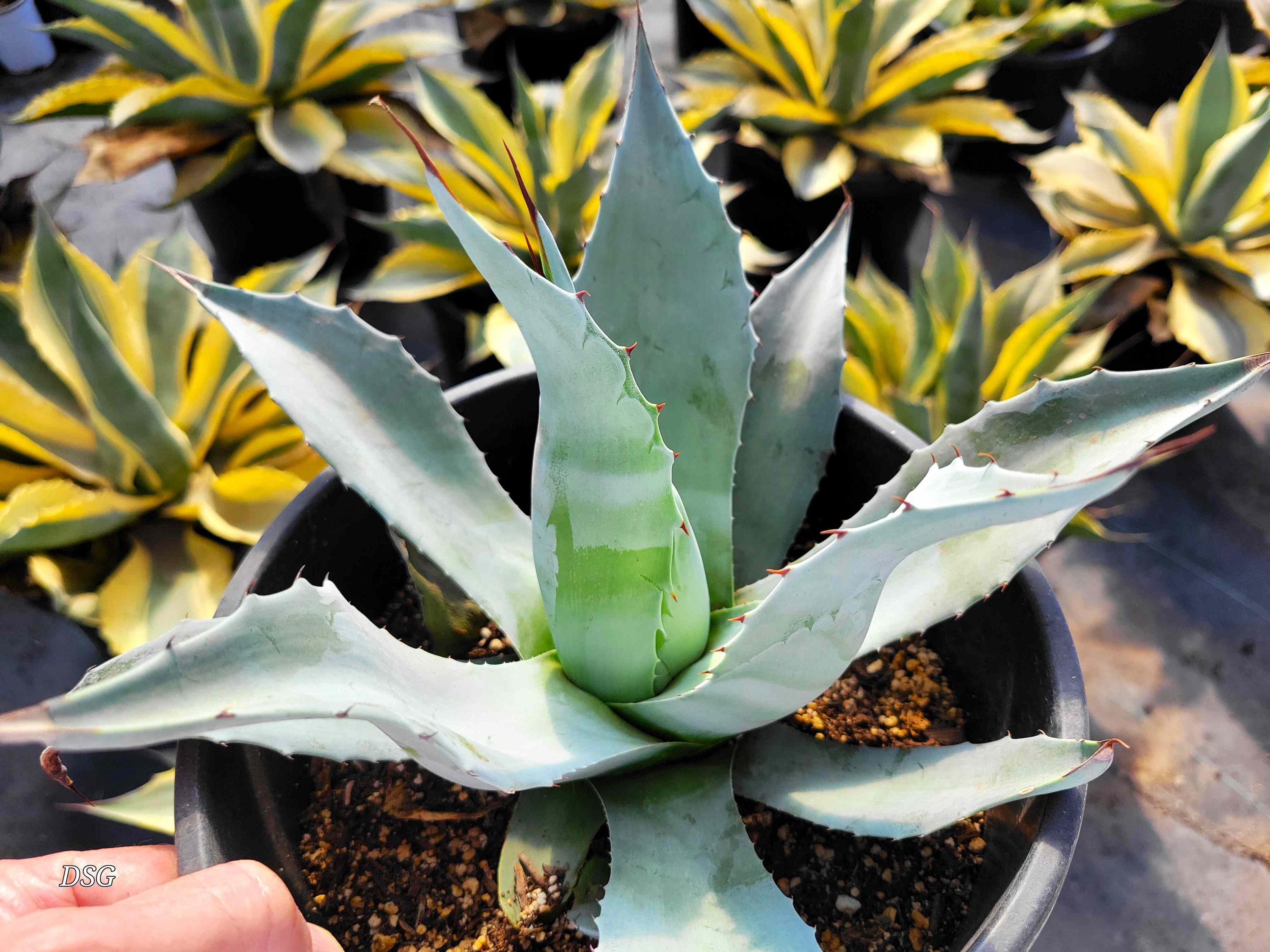 新品Mサイズ kaitlynSepia Agave HappyValleyPlants - Etsy 日本