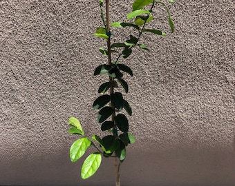 Thornless Mexican Lime Tree, 2-3 Feet Tall, Free Shipping