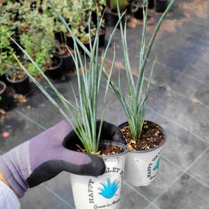 Yellow Yucca 3.5in. pot