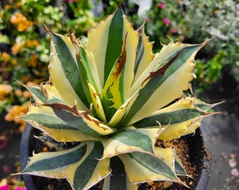 Agave 'cornelius' Century Plant -2 1/4