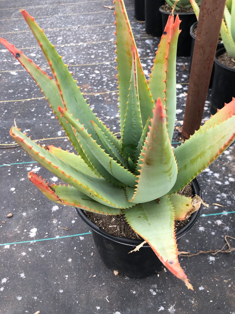 Aloe Ferox 5 Gallon image 3