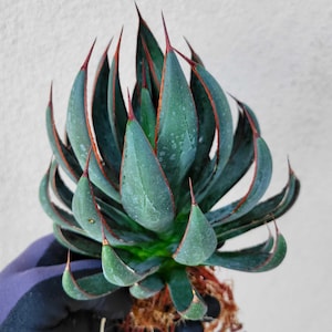 Mangave 'Praying Hands' (1 gal. pot) PP34508