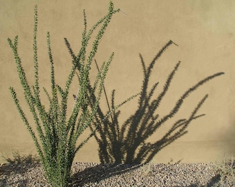 Ocotillo 12-15in., seed grown, multi-stem