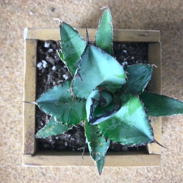 Agave Titanota Black and Blue 4"