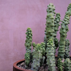 May include: A cluster of light green, knobby, columnar cacti planted in a round, dark brown container. The cacti feature irregular, bumpy textures along their vertical stems, with some stems reaching higher than others, all set against a solid pink wall.