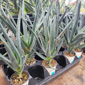 Giant Aloe Vera Plant - Etsy