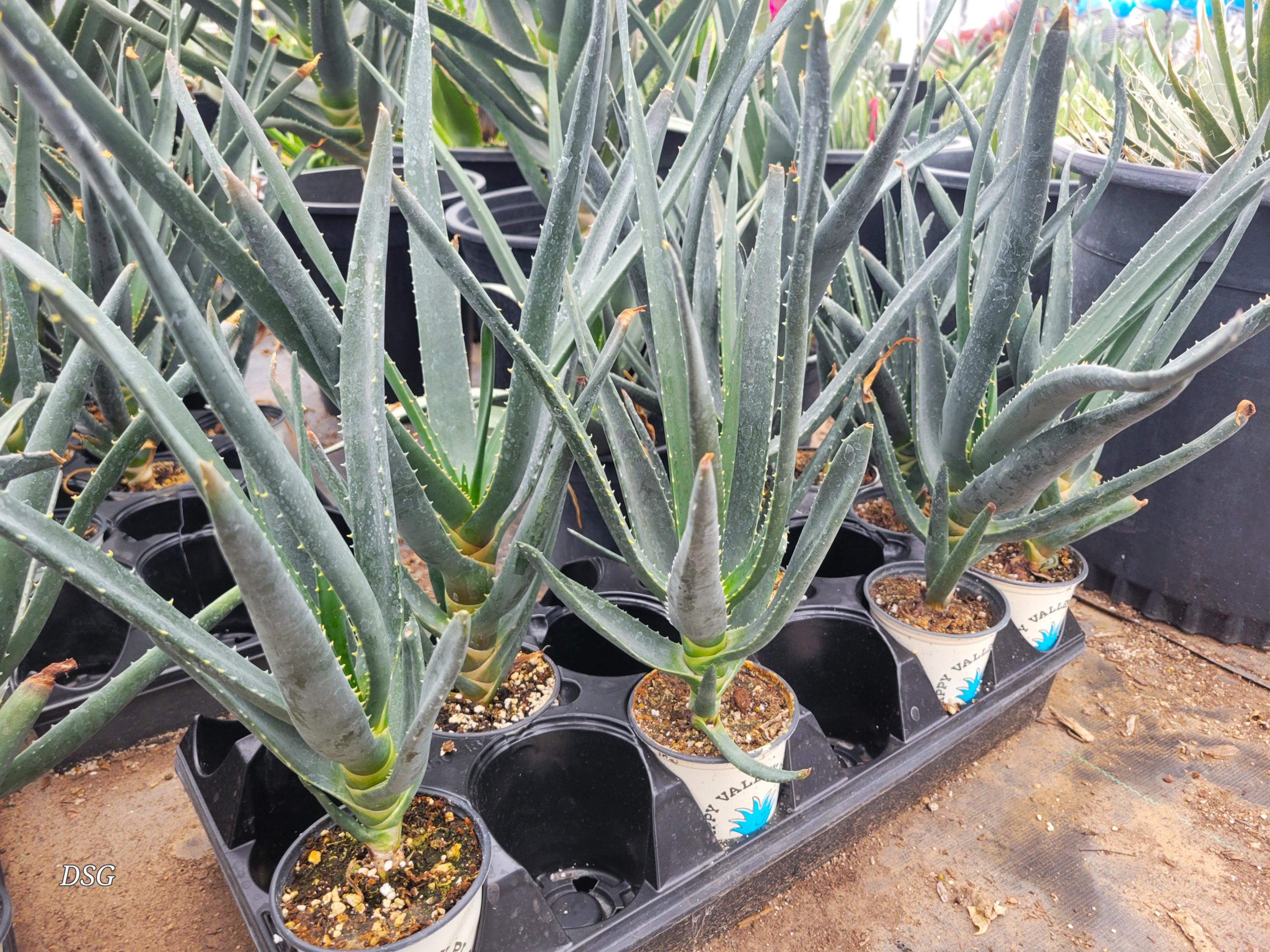 dr balwi aloe vera gel 98% Aloe Vera Gel für Haare & Kopfhaut
