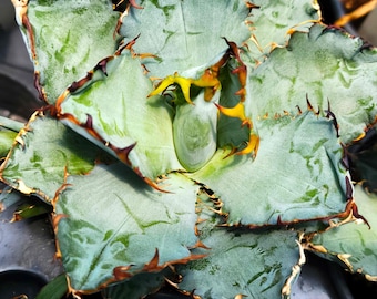 Black & Blue 'tiny Spine' Agave - Etsy