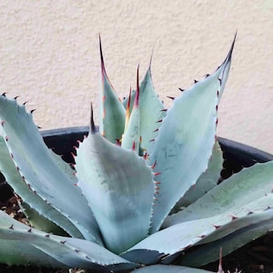 May include: A close-up of an Agave plant with pale blue-green leaves. The leaves have sharp, dark tips and red-tinged edges. The plant is in a black pot, set against a neutral background. The plant's spiky leaves are a prominent feature.