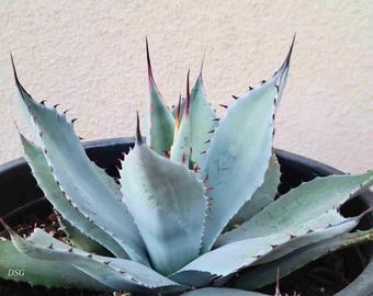 公式 オンライン販売 2 Agave atrovirens var. sigmatophylla アガベ