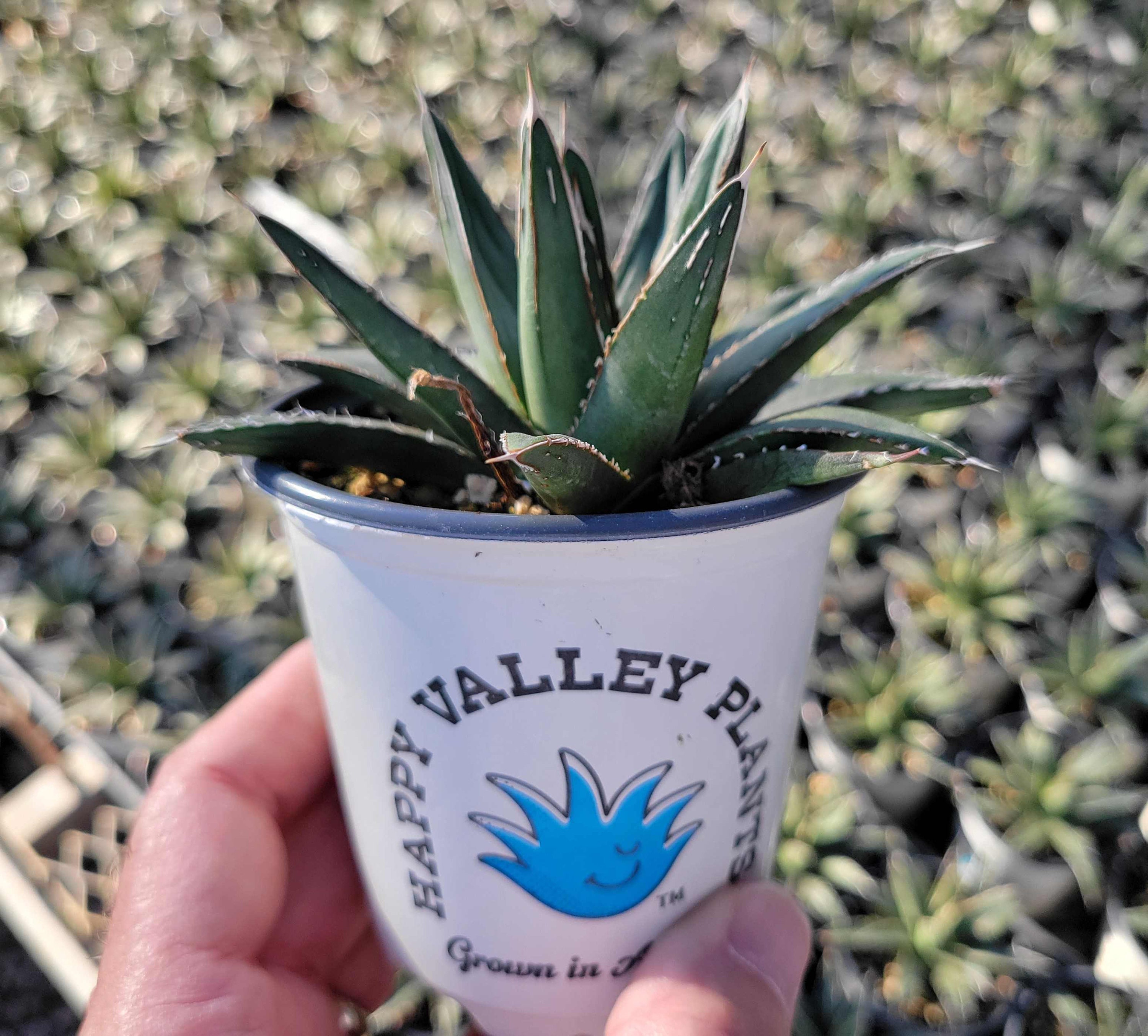 新品Mサイズ kaitlynSepia Agave CATEGORY Agave | N PLANTS