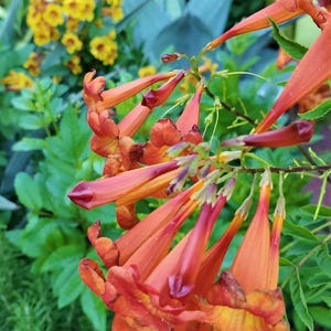 May include: A cluster of trumpet-shaped orange and red flowers with green foliage. The blossoms feature elongated petals that flare at the ends, showcasing a gradient of warm colors. In the background, smaller yellow flowers are visible.