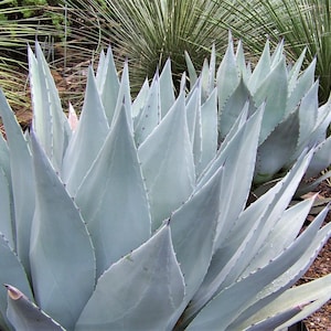 Agave Havardiana - Etsy