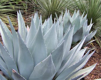 Agave Titanota 'caesar' - アガベ チタノタ “シーザー” - 凱撒嚴龍
