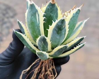 Agave Titanota 'caesar' - アガベ チタノタ “シーザー” - 凱撒嚴龍