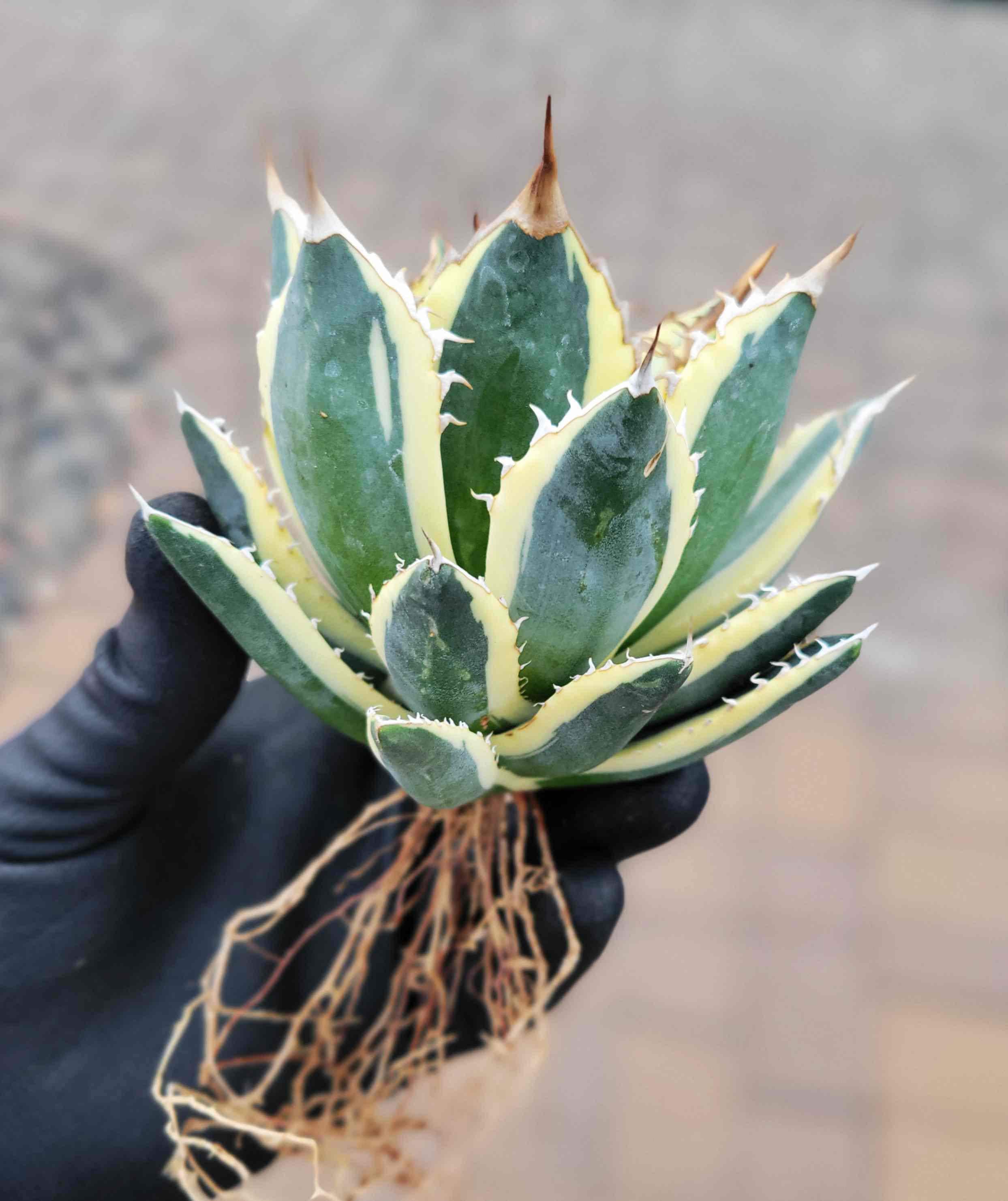 アガベ Agave titanota 'Snaggle Tooth' 186 Agave titanota 'Snaggle Tooth' | Walters Gardens, Inc.