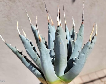 Agave Utahensis V. Eborispina - Lg Plant - Etsy