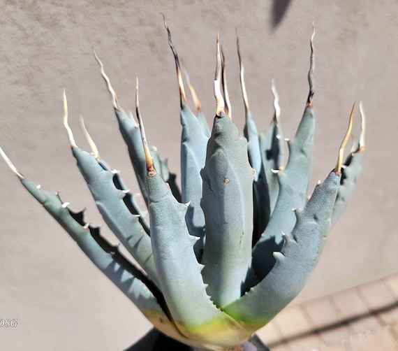 特選抜 青白肌 Agave utahensis eborispina 有名園オーナー選抜株 棘跡