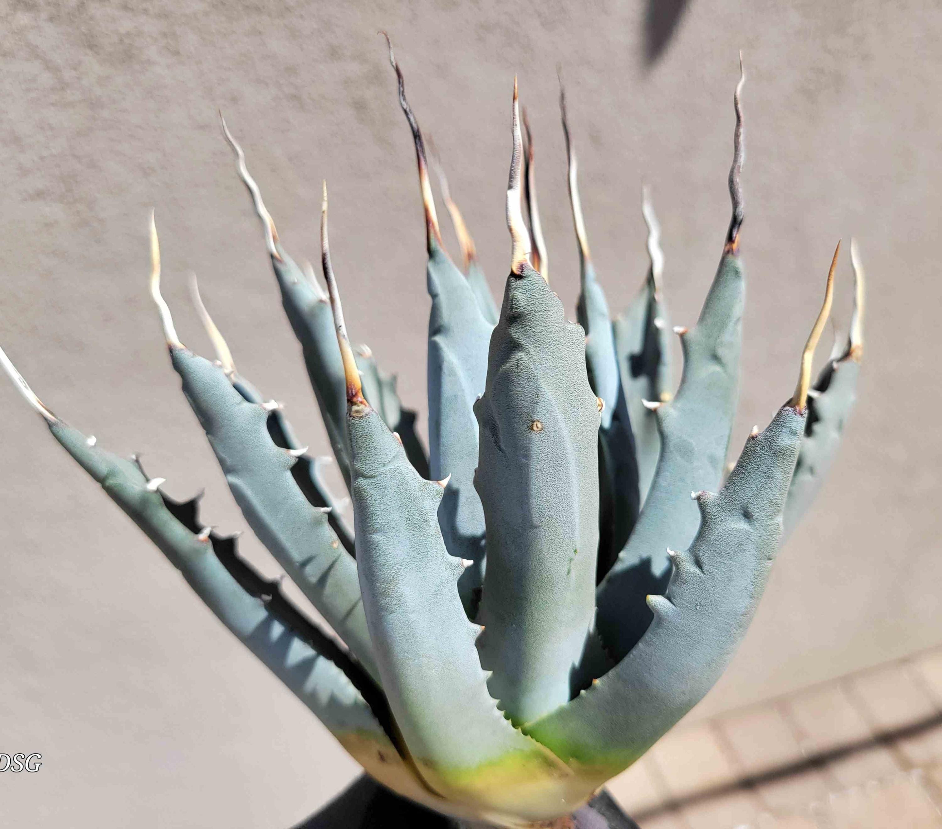 Agave Utahensis V. Eborispina - Etsy