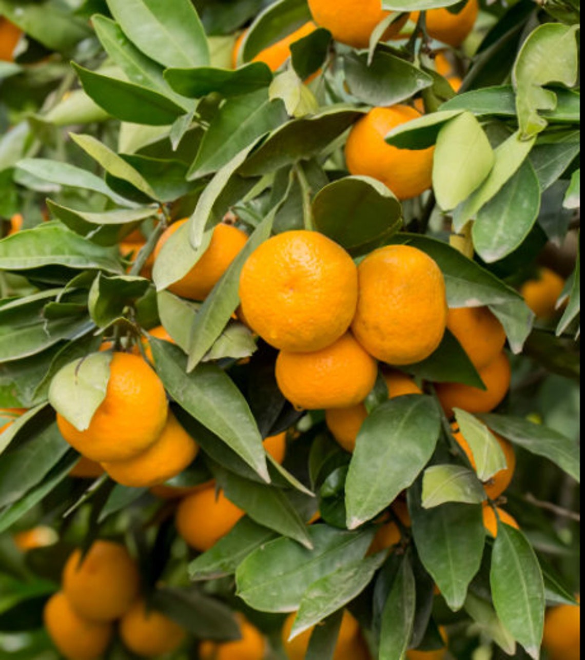Dancy Semidwarf Tangerine Tree 23 Feet Tall Free Shipping Etsy