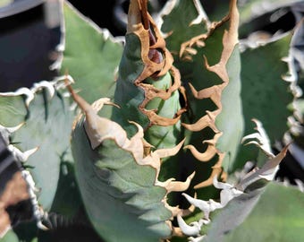 Agave Titanota 'caesar' - アガベ チタノタ “シーザー” - 凱撒嚴龍