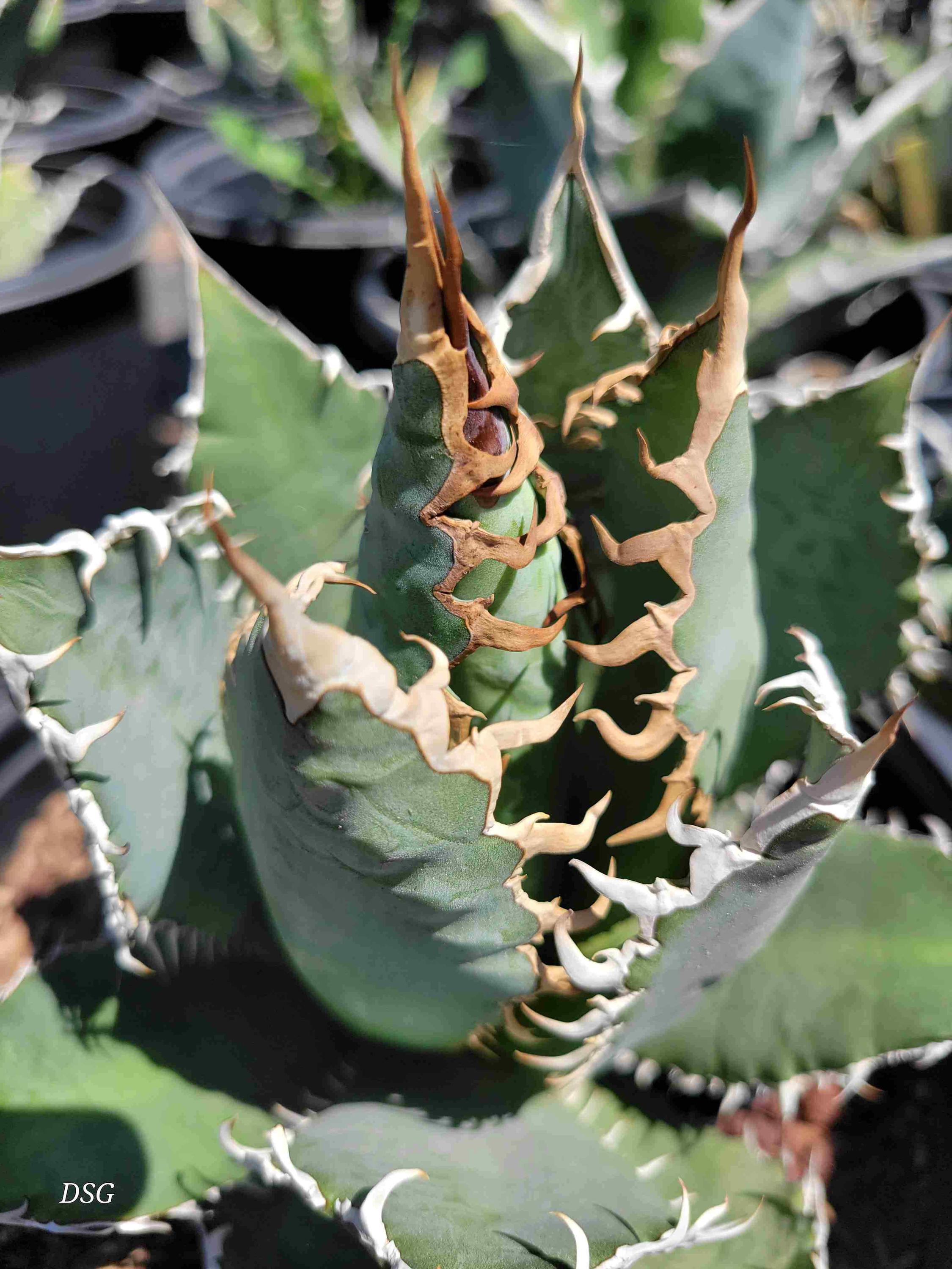 Oaxaca Agave - Lg. (equates to 5g) - Etsy