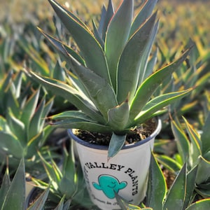 May include: A potted agave plant with long, pointed, blue-green leaves edged in red and yellow. The plant is in a white pot with the text "VALLEY PLANTS" and a cartoon cactus logo. Other similar plants are in the background.