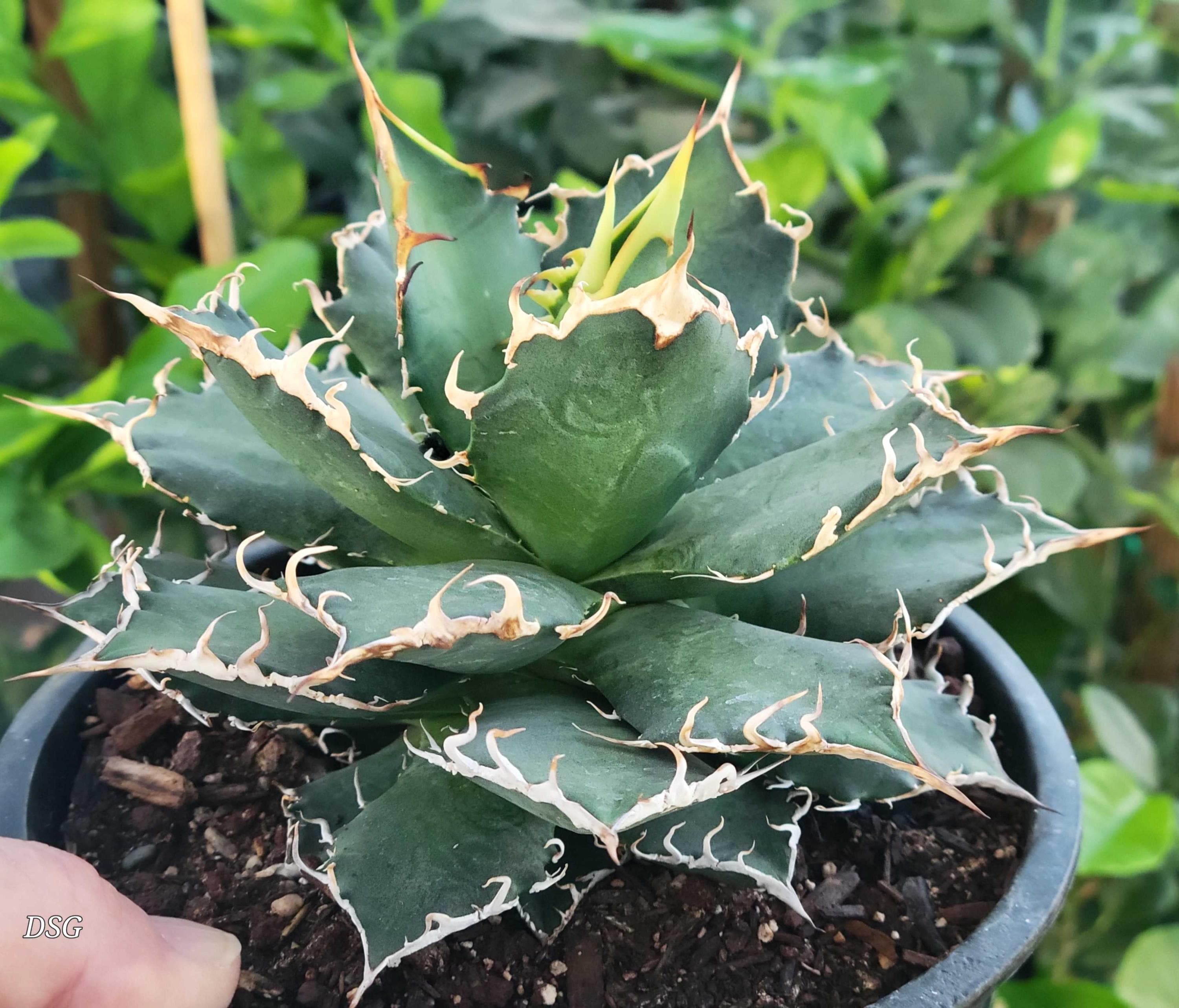 HappyValleyPlants - Etsy 日本