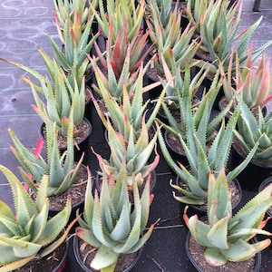 Aloe Ferox 5 Gallon image 6