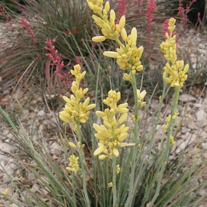 May include: Close-up of yellow flowers with long, slender stems and green leaves. The flowers are clustered at the top of the stems. In the background, there are red flowers and small rocks. The image is well-lit and the colors are vibrant.