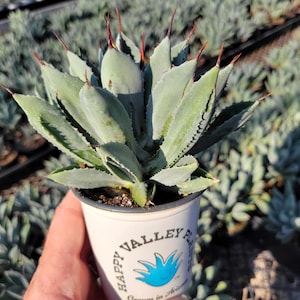 May include: A close-up of a small agave plant in a white pot with the text "Happy Valley Plants" on the side. The plant has long, spiky leaves and is surrounded by other agave plants.
