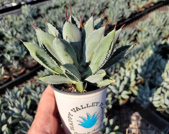ソウラボAGAVE- [ Z ] ERO BOTANIZE PLA POT il_340x270.6397234371_swut.jpg