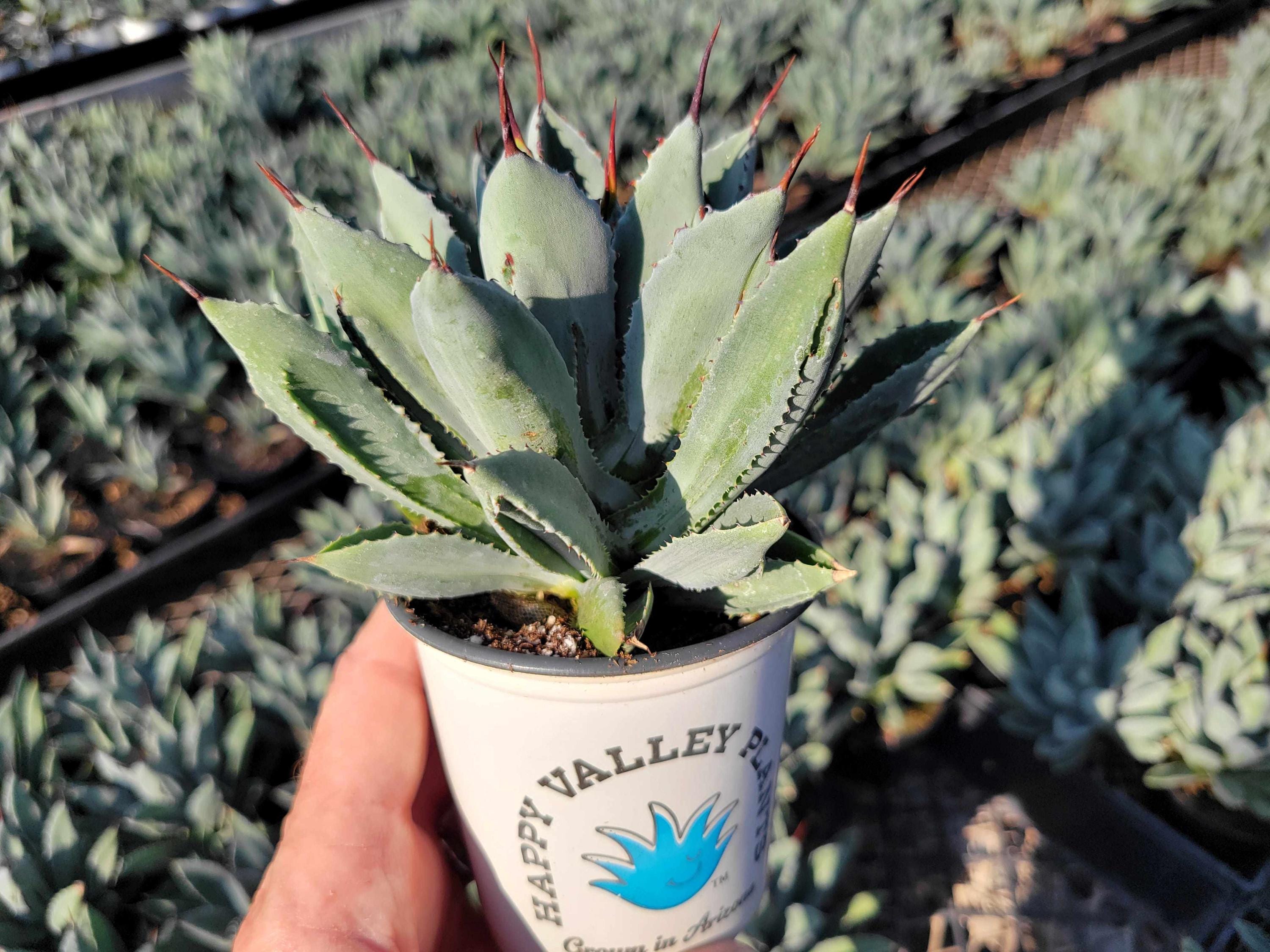 ソウラボAGAVE- [ Z ] ERO BOTANIZE PLA POT ソウラボAGAVE- [ Z ] ERO BOTANIZE PLA POT