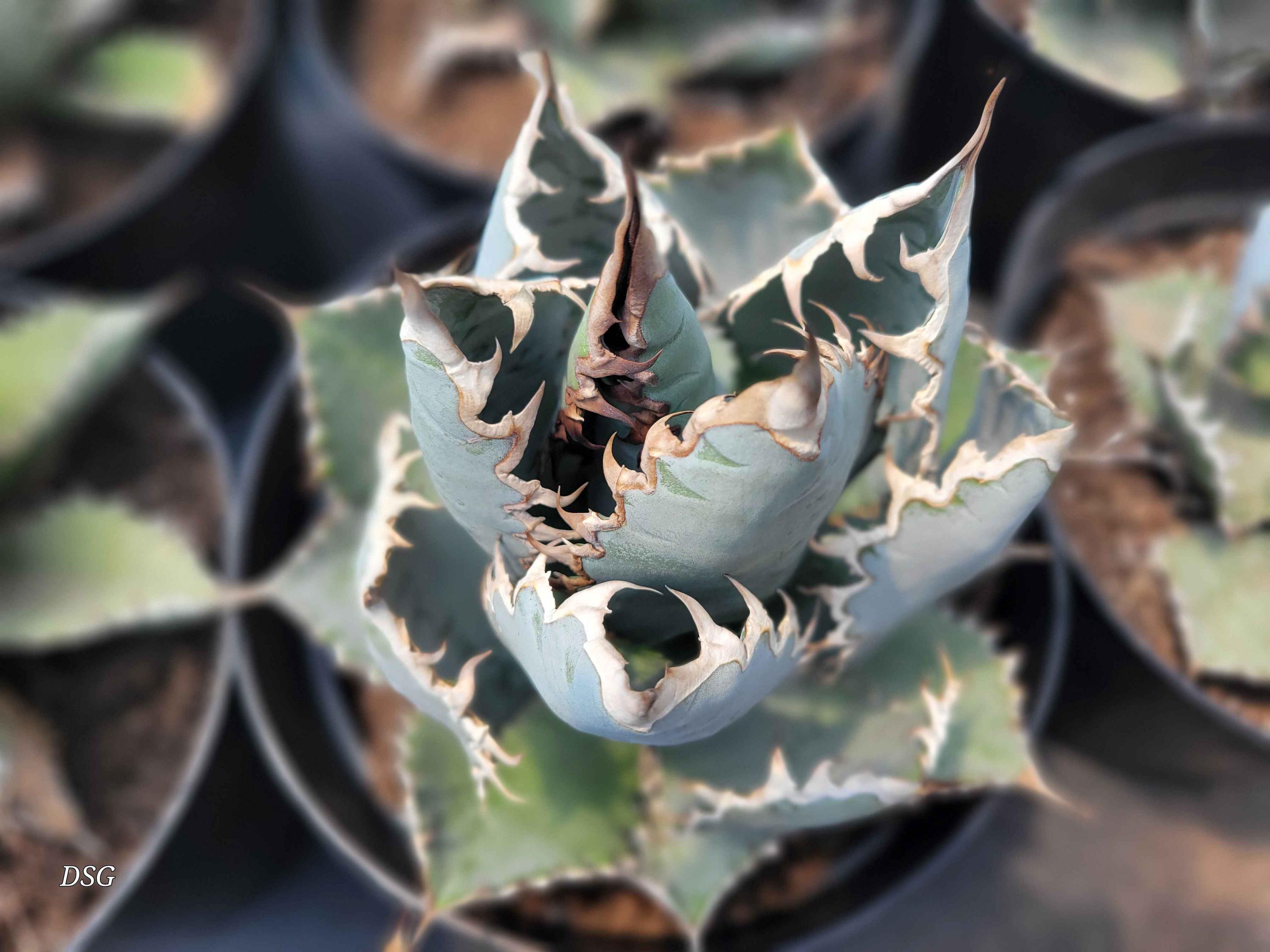 Agave 'lions Mane' - 1 Gallon - Etsy