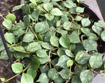 Hoya Curtisii - 6" pot