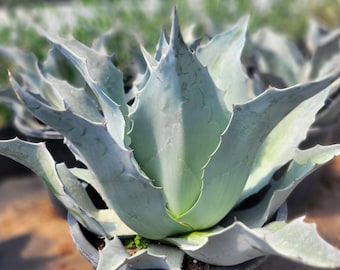 Agave Parryi Truncata 'orizaba' - アガベ パリー トランカタ
