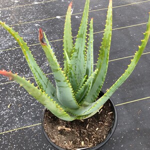 Aloe Ferox 5 Gallon image 5
