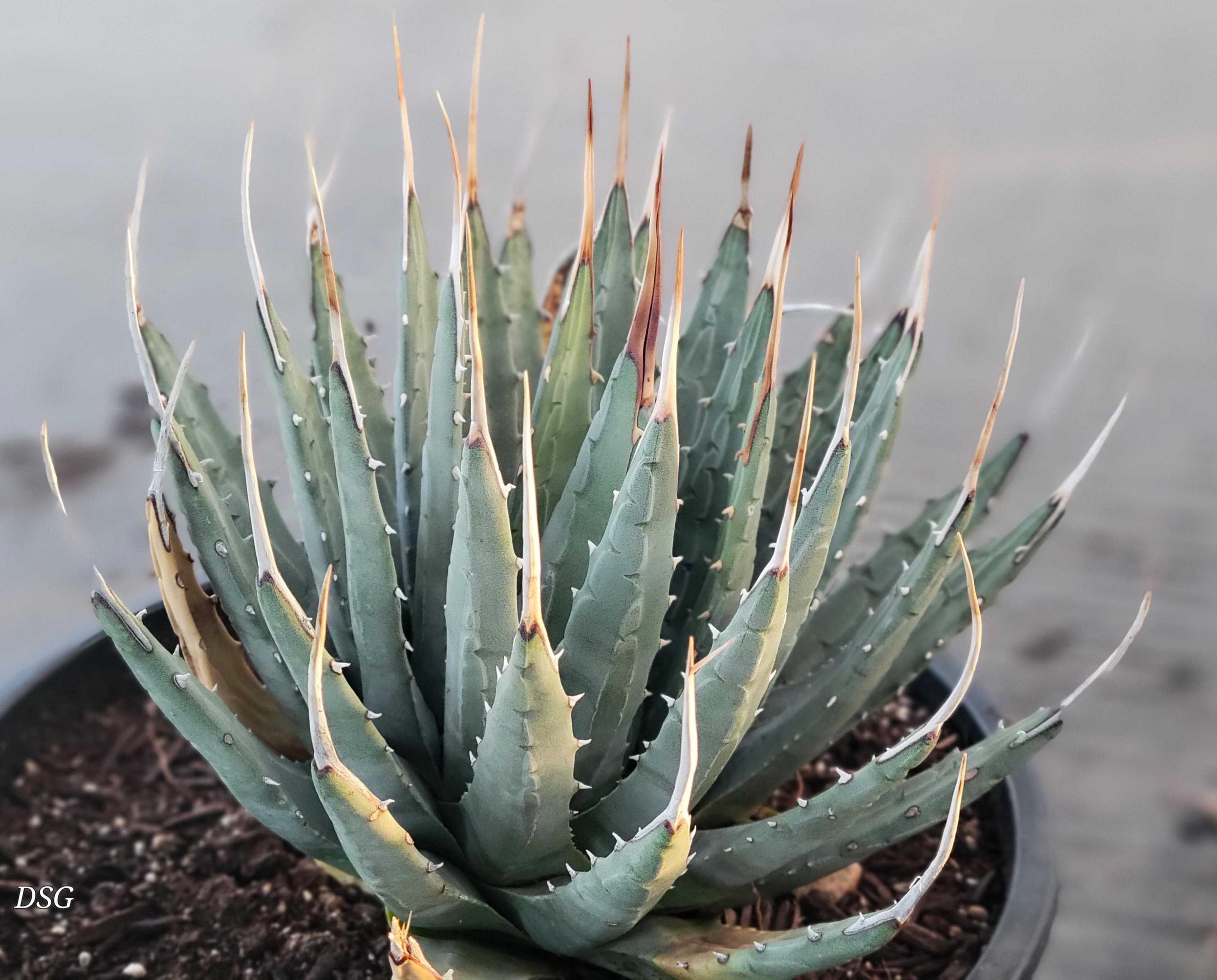 Agave Utahensis V. Eborispina - Lg Plant - Etsy