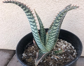 Aloe Saponaria - African/tiger aloe