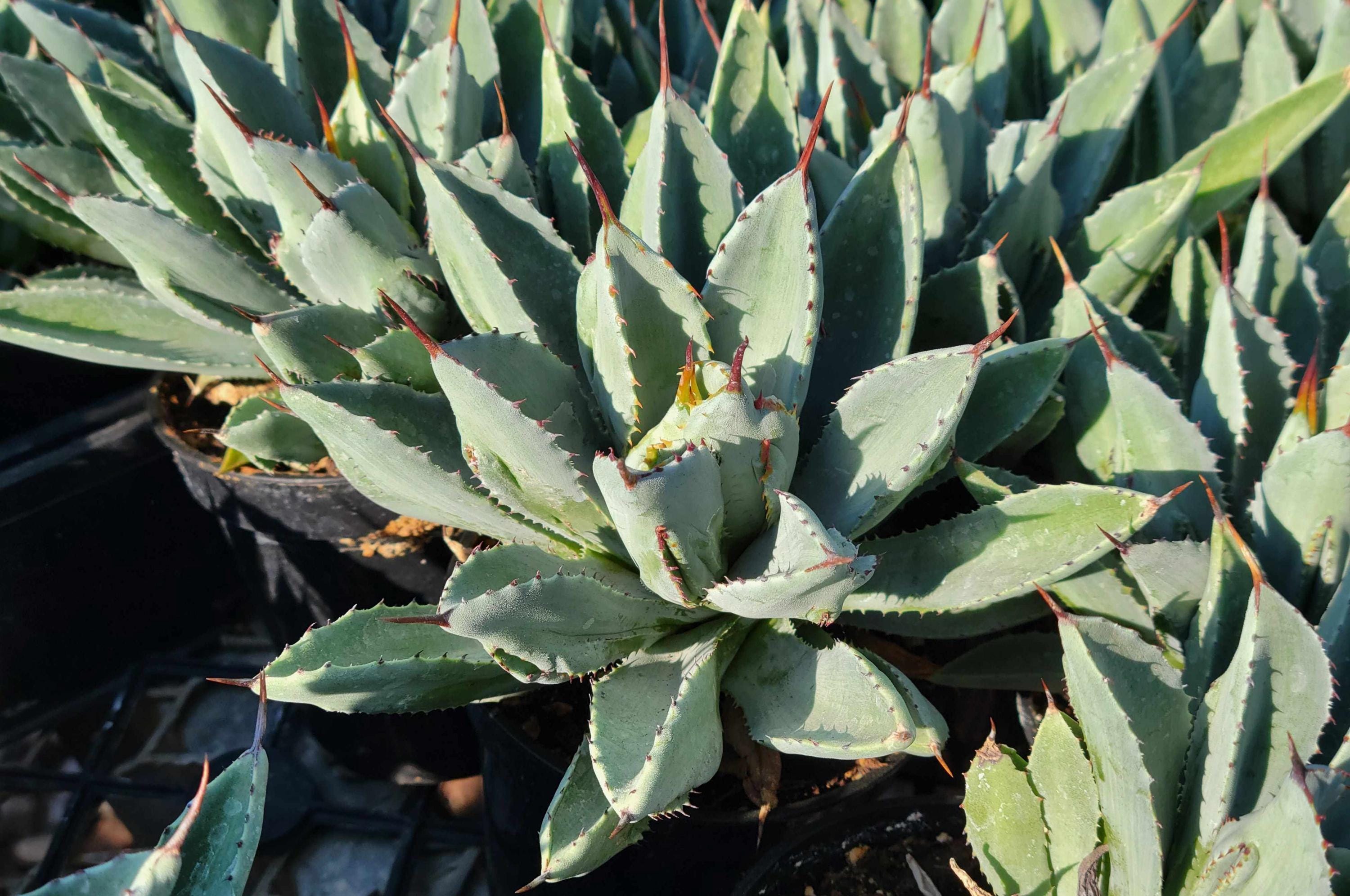 Agave Potatorum Hybrid 'cubic' 3.5 In. Pot - Etsy