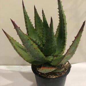 Aloe Ferox 5 Gallon Hybrid Coral