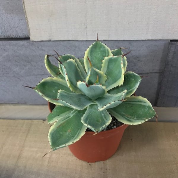 Agave Potatorum Kichijokan 4 inch