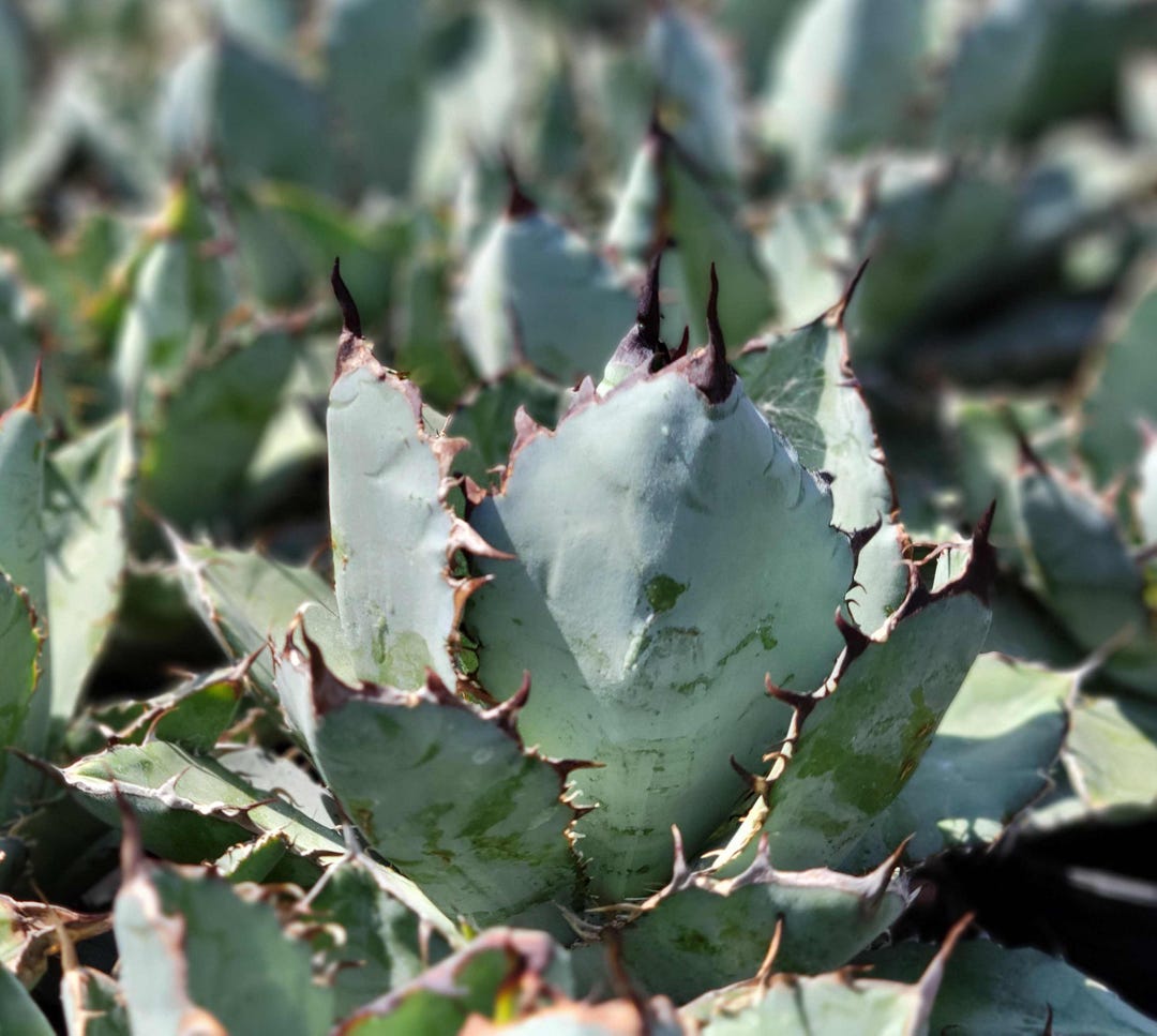 Agave ‘var. nevadensis ×Black&Blue’ Black and Blue Agave - Lg. Bare Root - Etsy