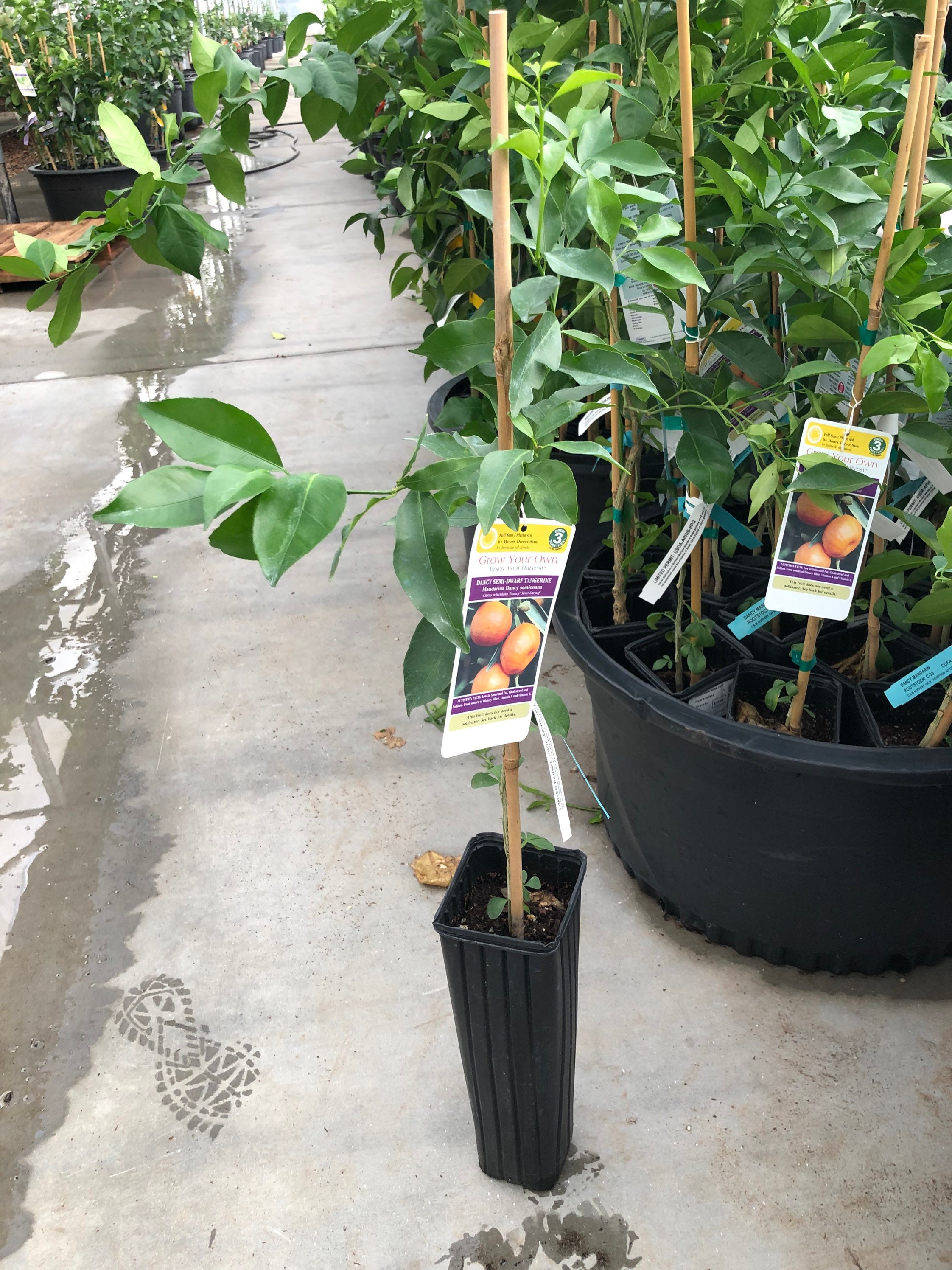 Dancy SemiDwarf Tangerine Tree 23 Feet Tall Free Shipping Etsy