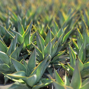 May include: Close-up of several potted agave plants. The plants have long, pointed, blue-green leaves with yellow and red edges. The image is well-lit, showing the details of the plants' textures and colors. The plants are in small black pots.