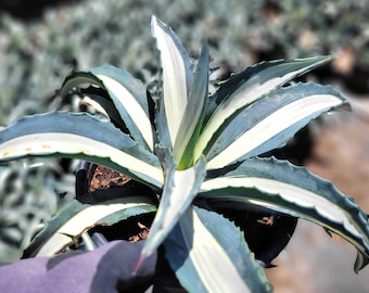 Agave Parryi Truncata 'orizaba' - アガベ パリー トランカタ