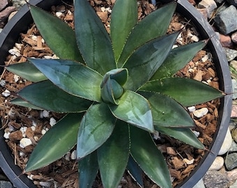 Agave Blue Glow 5 gallon